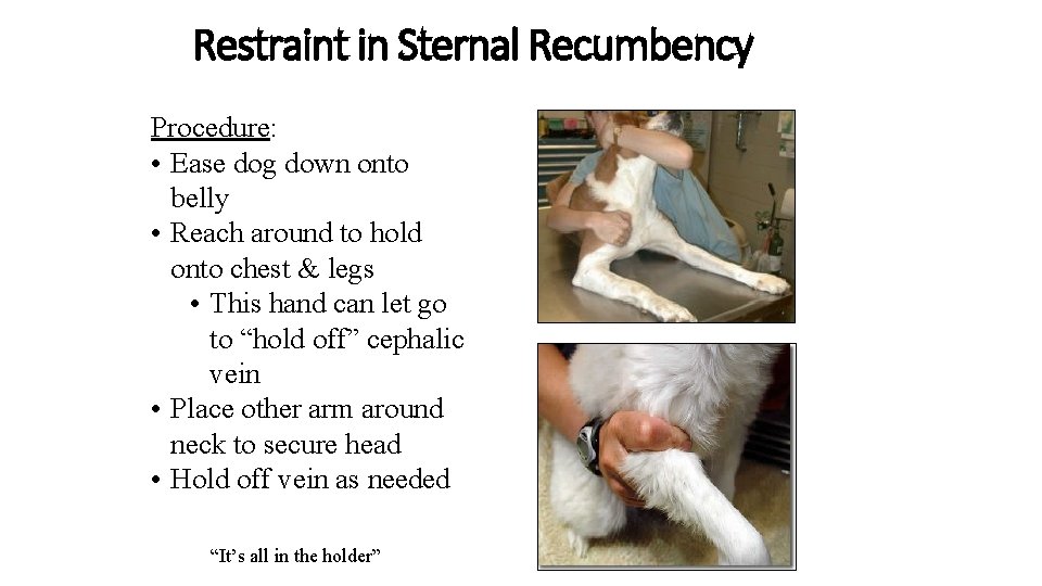 Restraint in Sternal Recumbency Procedure: • Ease dog down onto belly • Reach around