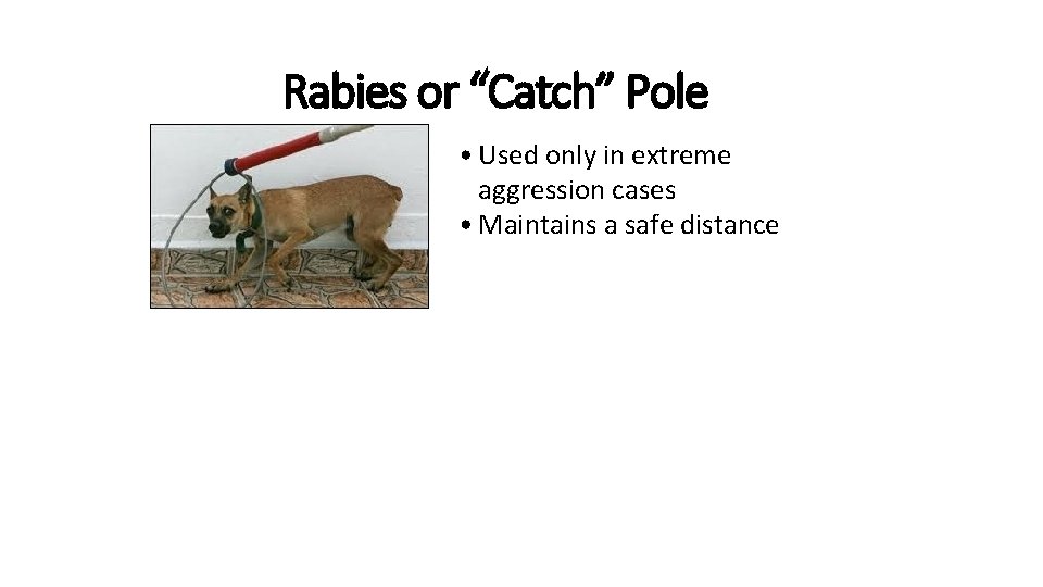 Rabies or “Catch” Pole • Used only in extreme aggression cases • Maintains a