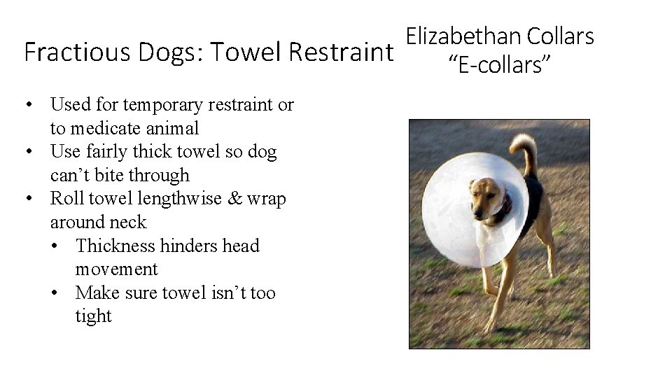 Elizabethan Collars Fractious Dogs: Towel Restraint “E-collars” • Used for temporary restraint or to