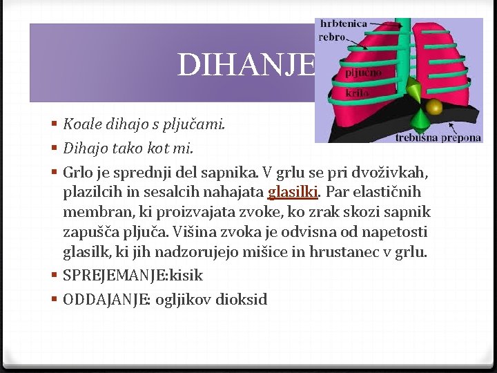 DIHANJE § Koale dihajo s pljučami. § Dihajo tako kot mi. § Grlo je