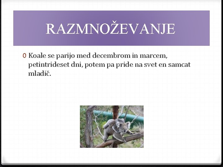 RAZMNOŽEVANJE 0 Koale se parijo med decembrom in marcem, petintrideset dni, potem pa pride