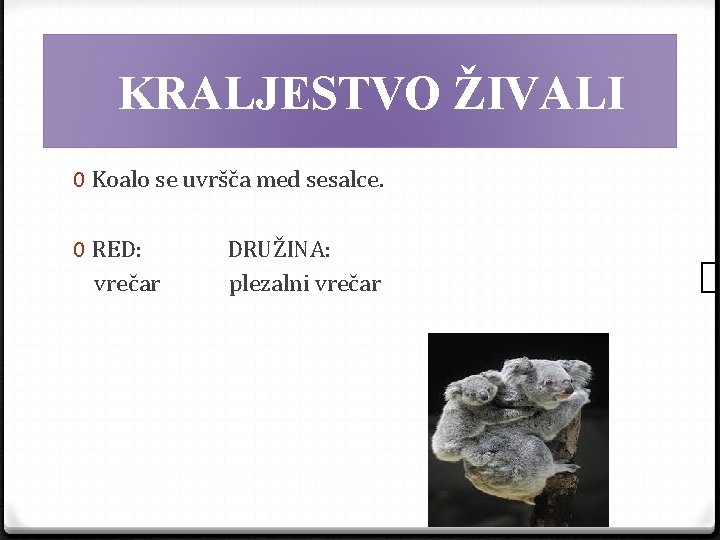 KRALJESTVO ŽIVALI 0 Koalo se uvršča med sesalce. 0 RED: vrečar DRUŽINA: plezalni vrečar