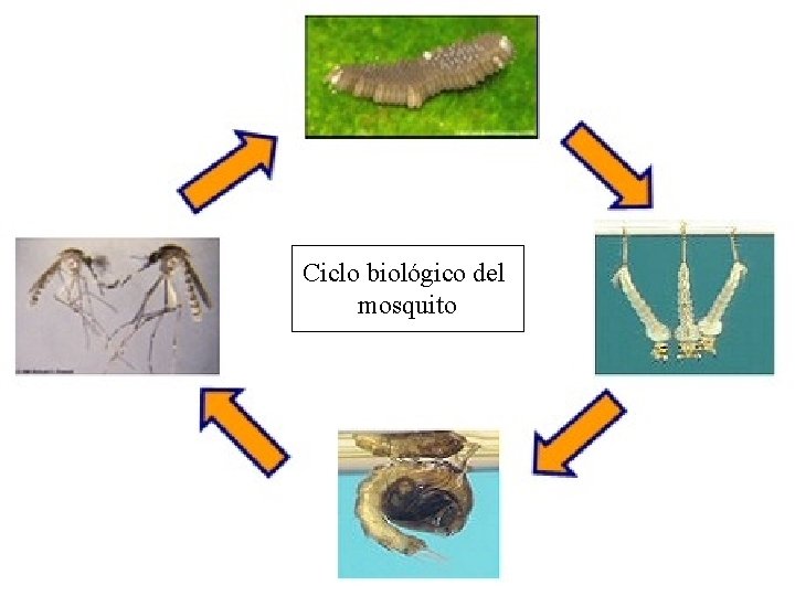 Ciclo biológico del mosquito 