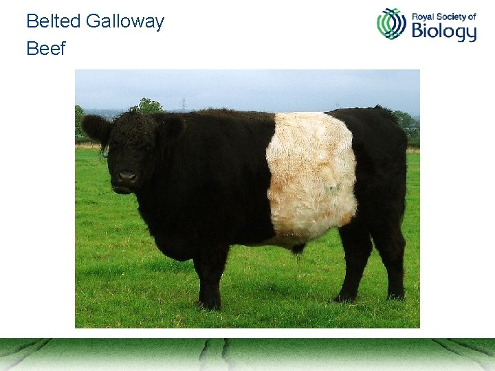 Belted Galloway Beef 