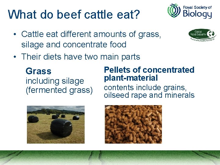 What do beef cattle eat? • Cattle eat different amounts of grass, silage and