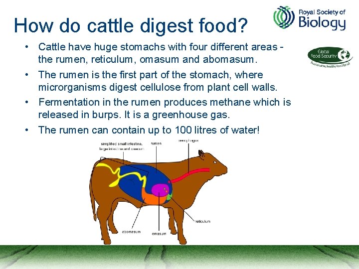 How do cattle digest food? • Cattle have huge stomachs with four different areas