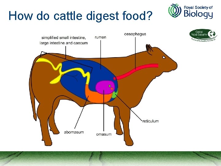 How do cattle digest food? 