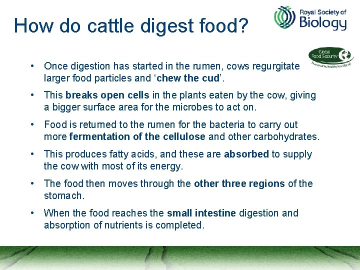 How do cattle digest food? • Once digestion has started in the rumen, cows