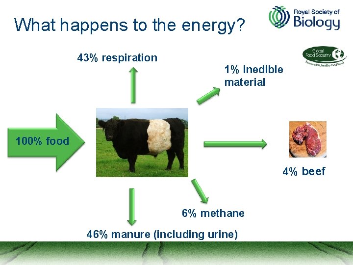 What happens to the energy? 43% respiration 1% inedible material 100% food 4% beef