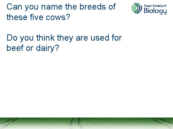 Can you name the breeds of these five cows? Do you think they are