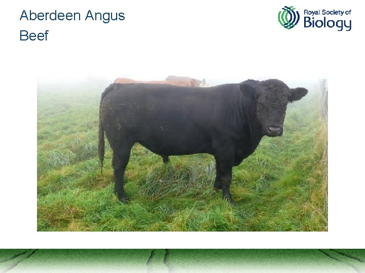 Aberdeen Angus Beef 
