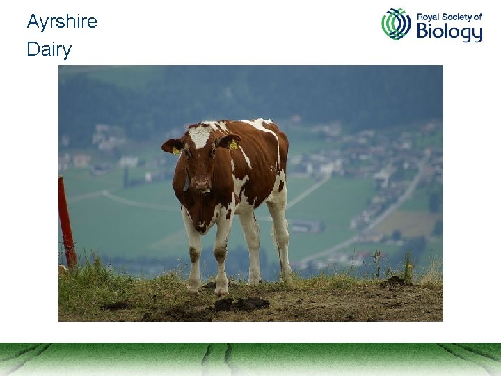 Ayrshire Dairy 