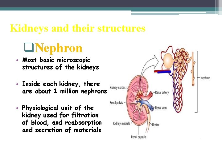 Kidneys and their structures q. Nephron • Most basic microscopic structures of the kidneys
