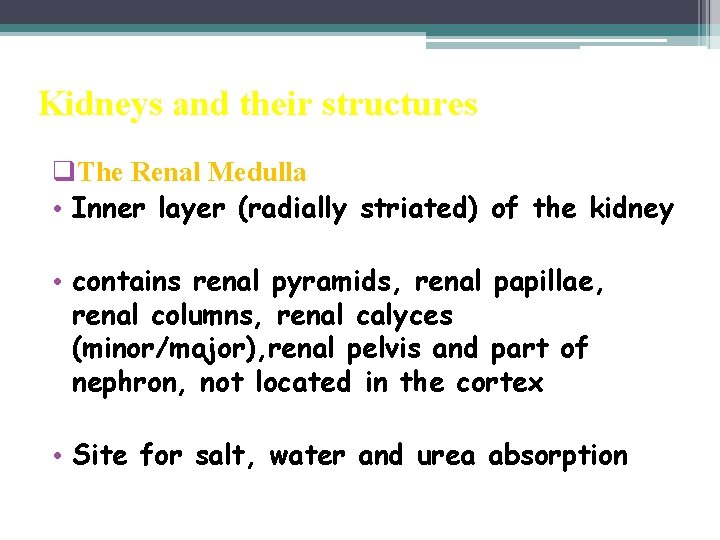 Kidneys and their structures q. The Renal Medulla • Inner layer (radially striated) of