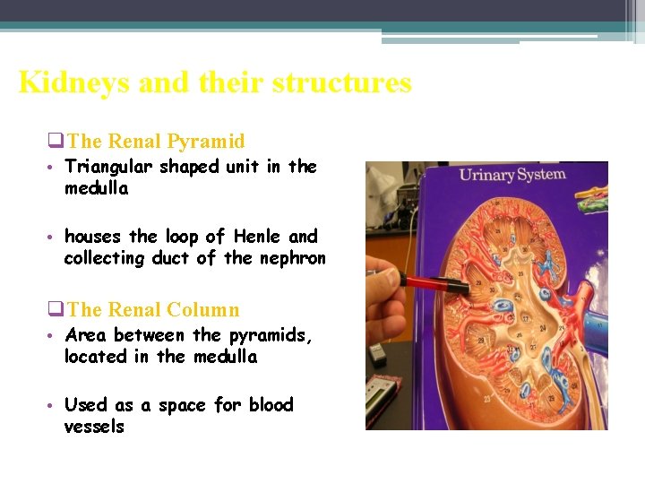 Kidneys and their structures q. The Renal Pyramid • Triangular shaped unit in the