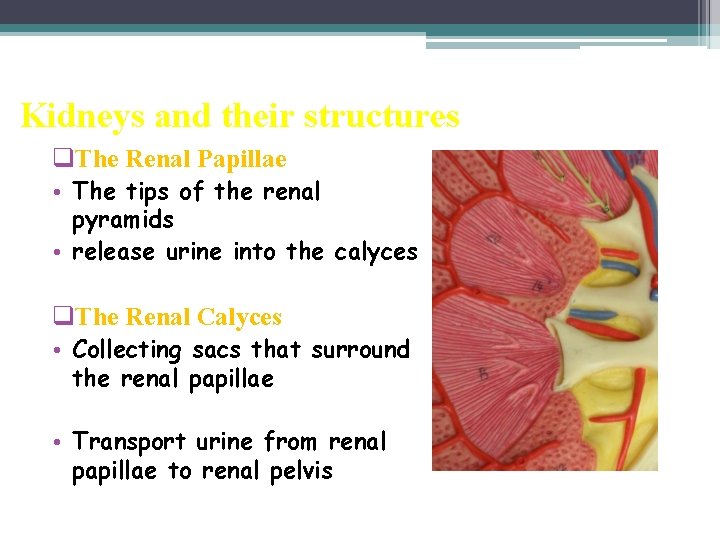 Kidneys and their structures q. The Renal Papillae • The tips of the renal