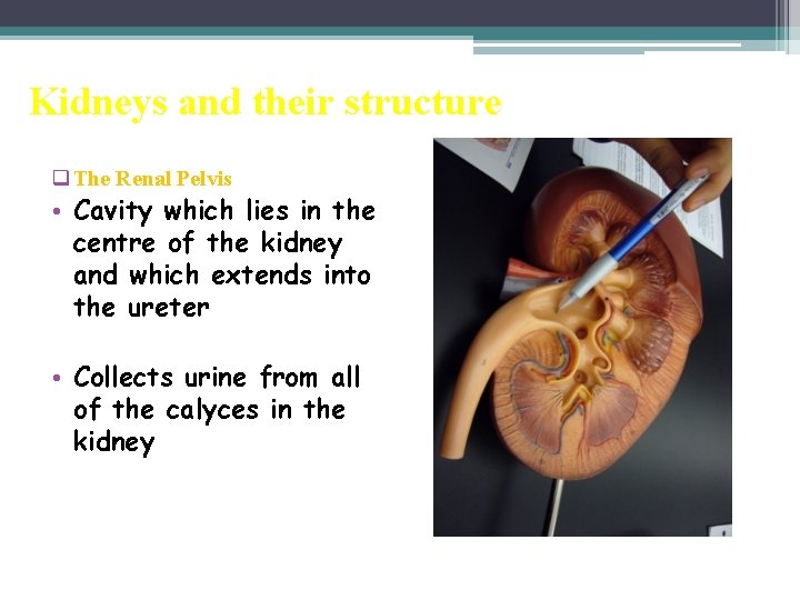 Kidneys and their structure q The Renal Pelvis • Cavity which lies in the
