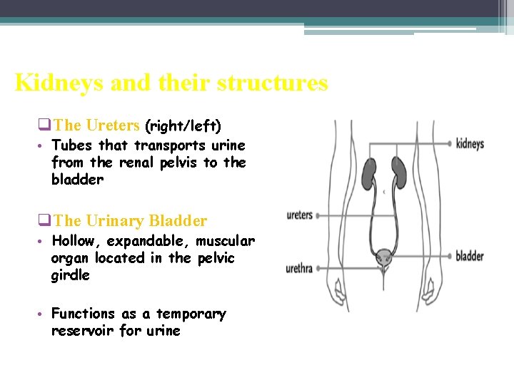 Kidneys and their structures q. The Ureters (right/left) • Tubes that transports urine from