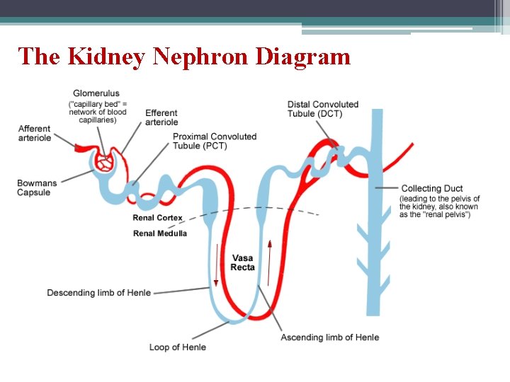 The Kidney Nephron Diagram 