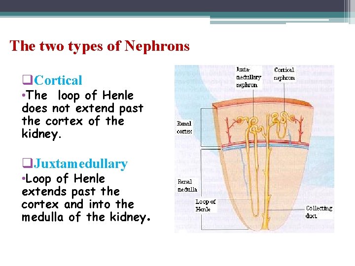 The two types of Nephrons q. Cortical • The loop of Henle does not
