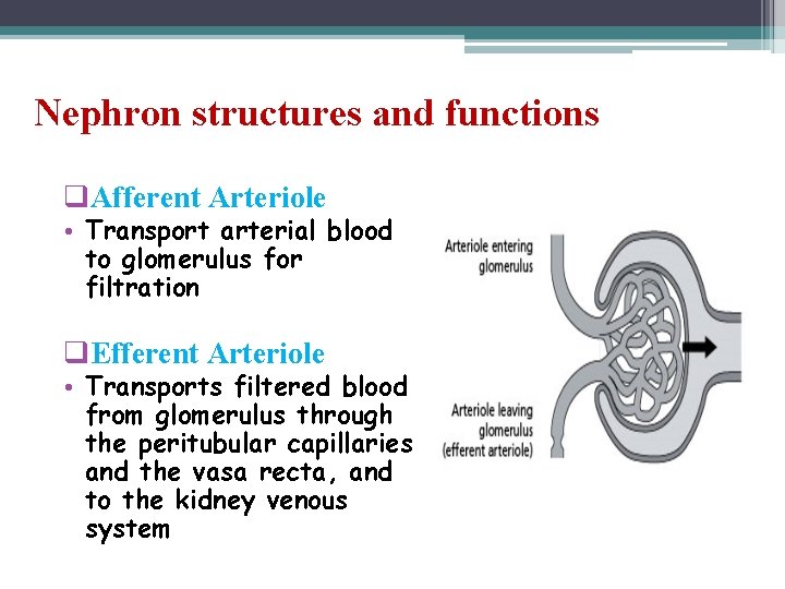 Nephron structures and functions q. Afferent Arteriole • Transport arterial blood to glomerulus for