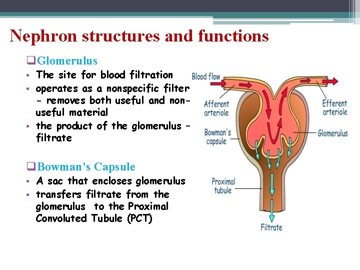 Nephron structures and functions q. Glomerulus • The site for blood filtration • operates