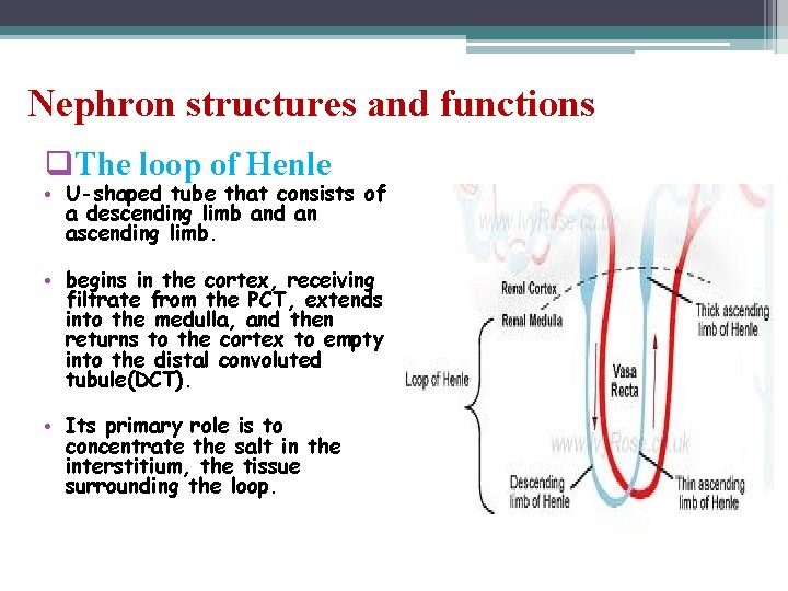 Nephron structures and functions q. The loop of Henle • U-shaped tube that consists