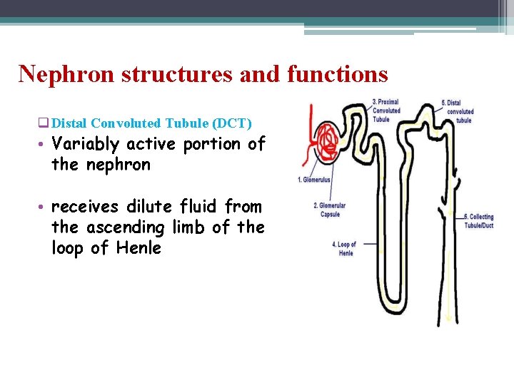 Nephron structures and functions q Distal Convoluted Tubule (DCT) • Variably active portion of