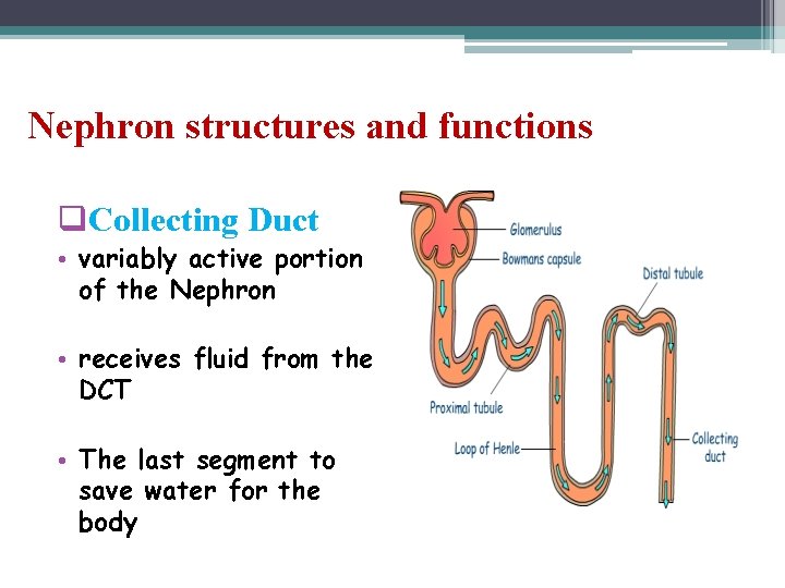 Nephron structures and functions q. Collecting Duct • variably active portion of the Nephron