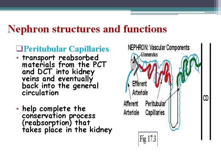 Nephron structures and functions q. Peritubular Capillaries • transport reabsorbed materials from the PCT