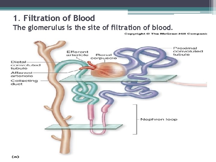 1. Filtration of Blood The glomerulus is the site of filtration of blood. 