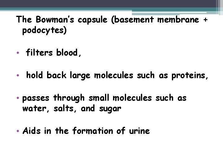 The Bowman’s capsule (basement membrane + podocytes) • filters blood, • hold back large