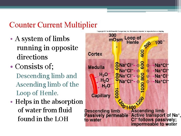 Counter Current Multiplier • A system of limbs running in opposite directions • Consists