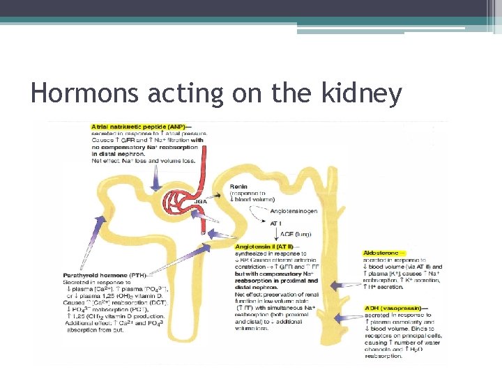 Hormons acting on the kidney 