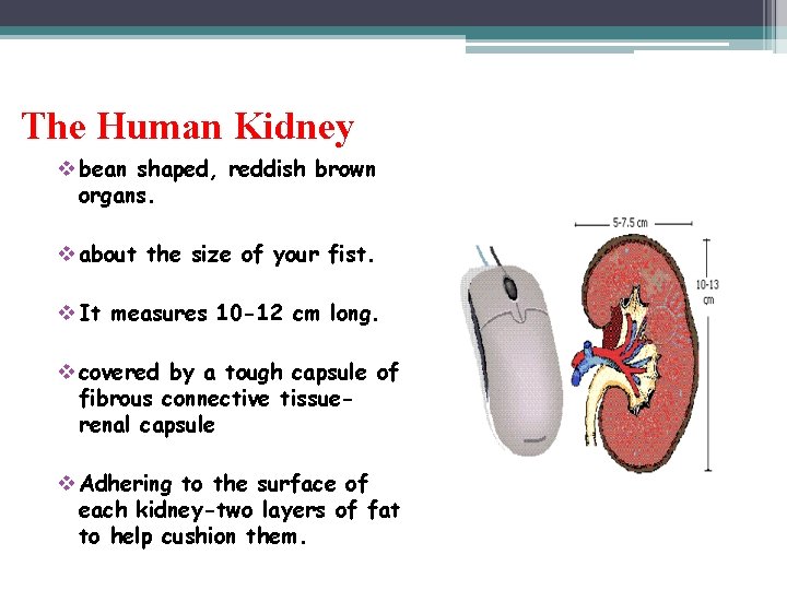 The Human Kidney v bean shaped, reddish brown organs. v about the size of