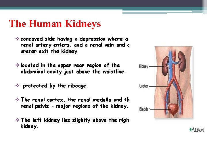 The Human Kidneys v concaved side having a depression where a renal artery enters,