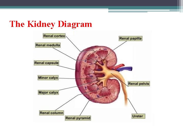 The Kidney Diagram 