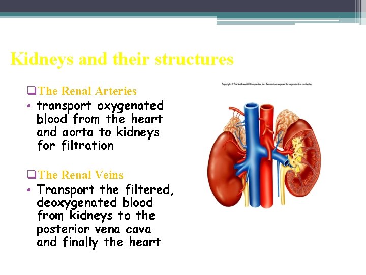 Kidneys and their structures q. The Renal Arteries • transport oxygenated blood from the