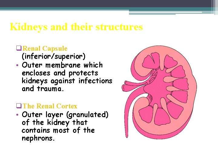Kidneys and their structures q. Renal Capsule (inferior/superior) • Outer membrane which encloses and