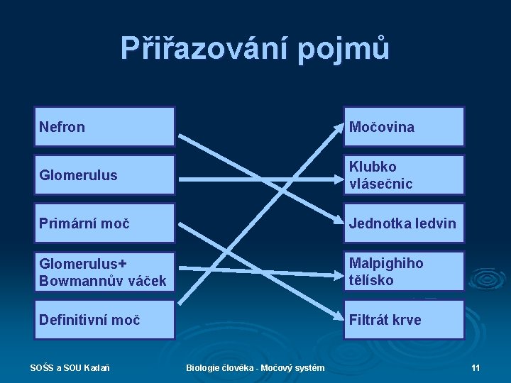 Přiřazování pojmů Nefron Močovina Glomerulus Klubko vlásečnic Primární moč Jednotka ledvin Glomerulus+ Bowmannův váček