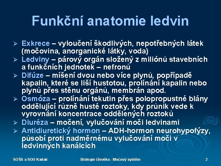 Funkční anatomie ledvin Ø Ø Ø Exkrece – vyloučení škodlivých, nepotřebných látek (močovina, anorganické