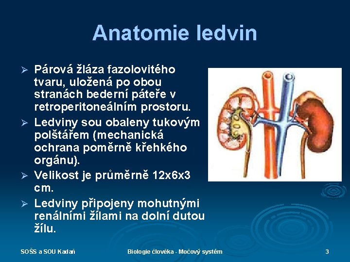 Anatomie ledvin Párová žláza fazolovitého tvaru, uložená po obou stranách bederní páteře v retroperitoneálním