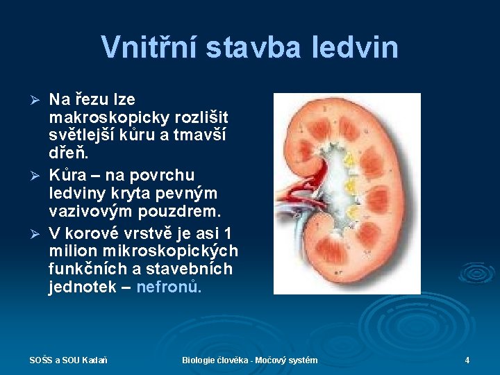 Vnitřní stavba ledvin Na řezu lze makroskopicky rozlišit světlejší kůru a tmavší dřeň. Ø