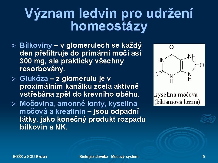 Význam ledvin pro udržení homeostázy Ø Ø Ø Bílkoviny – v glomerulech se každý