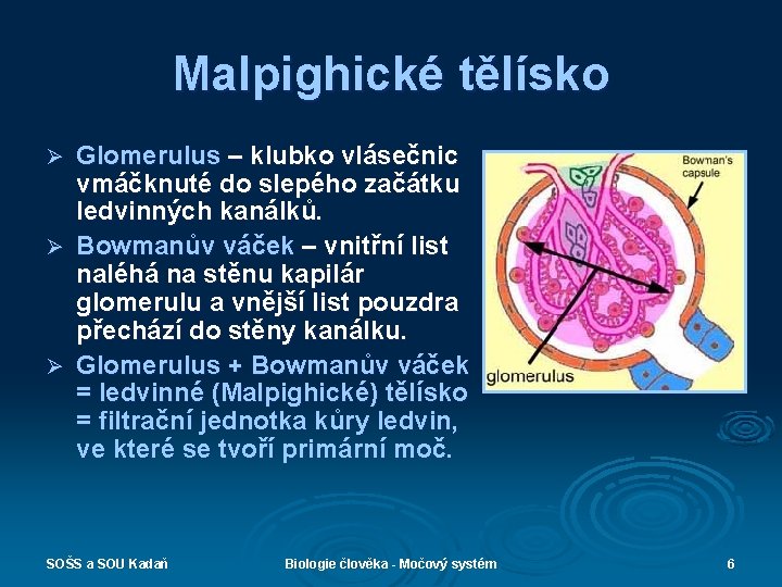 Malpighické tělísko Glomerulus – klubko vlásečnic vmáčknuté do slepého začátku ledvinných kanálků. Ø Bowmanův