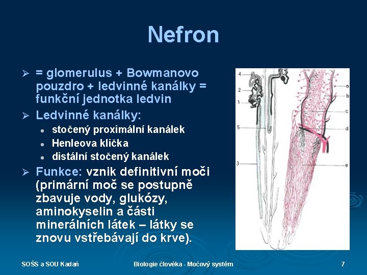 Nefron = glomerulus + Bowmanovo pouzdro + ledvinné kanálky = funkční jednotka ledvin Ø
