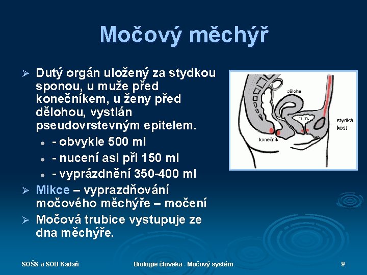 Močový měchýř Dutý orgán uložený za stydkou sponou, u muže před konečníkem, u ženy