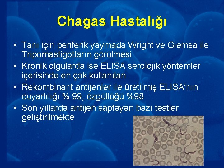 Chagas Hastalığı • Tanı için periferik yaymada Wright ve Giemsa ile Tripomastigotların görülmesi •