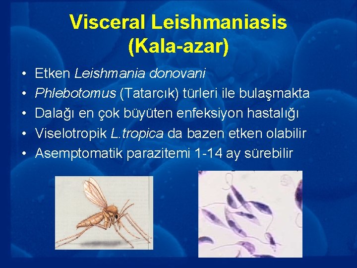 Visceral Leishmaniasis (Kala-azar) • • • Etken Leishmania donovani Phlebotomus (Tatarcık) türleri ile bulaşmakta