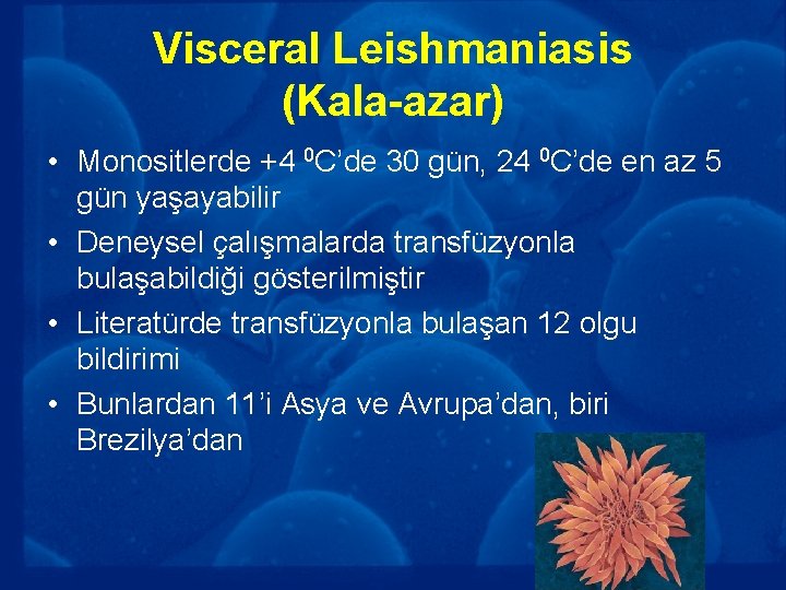 Visceral Leishmaniasis (Kala-azar) • Monositlerde +4 0 C’de 30 gün, 24 0 C’de en